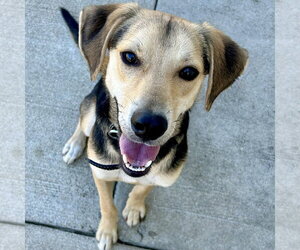 Whipbeagle Dogs for adoption in Batavia, OH, USA