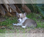 Small Photo #6 Pembroke Welsh Corgi Puppy For Sale in CASTROVILLE, TX, USA