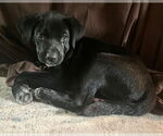 Small #5 Labrador Retriever Mix