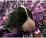 Small Photo #42 Australian Shepherd-Pembroke Welsh Corgi Mix Puppy For Sale in GALLEGOS, NM, USA