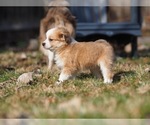 Small Photo #2 Miniature Australian Shepherd Puppy For Sale in ELMHURST, IL, USA