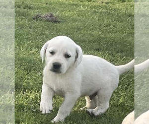 Labrador Retriever Puppy for sale in AURORA, IN, USA