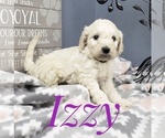 Small Photo #33 Goldendoodle Puppy For Sale in CEDAR GAP, MO, USA