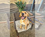 Small #14 Labrador Retriever Mix