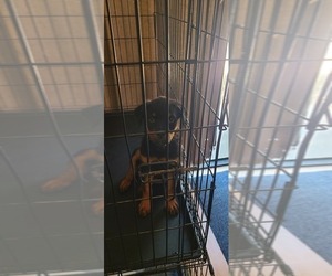Rottweiler Puppy for sale in PLEASANTON, CA, USA