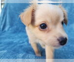 Small #5 Chihuahua Mix