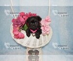 Small #9 Poodle (Toy)-Yorkshire Terrier Mix