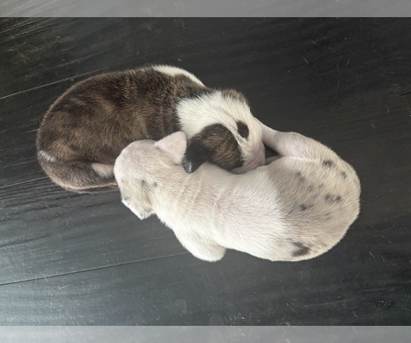 Medium Photo #7 Great Dane Puppy For Sale in CLANTON, AL, USA
