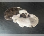 Small #6 Great Dane