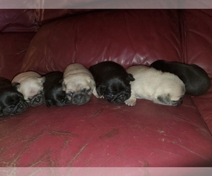 Pug Puppy for Sale in HILLSDALE, Michigan USA