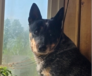 Father of the Australian Cattle Dog puppies born on 06/26/2026