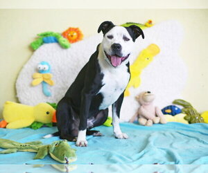 American Bulldog Dogs for adoption in Tavares, FL, USA