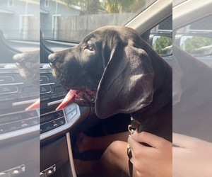 Great Dane Puppy for sale in SAINT PETERSBURG, FL, USA