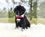 Small Photo #17 Goldendoodle Puppy For Sale in FROSTPROOF, FL, USA