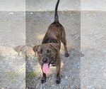 Small #2 Plott Hound Mix