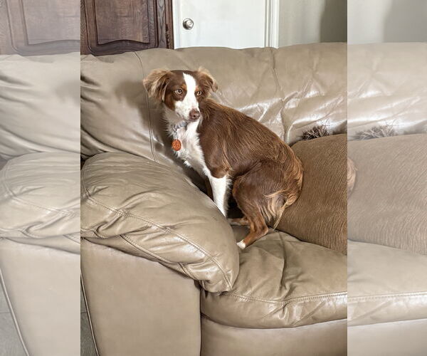 Medium Photo #3 Australian Shepherd Puppy For Sale in Dallas, TX, USA