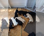 Small Photo #13 Goldador Doodle Puppy For Sale in GIBSONVILLE, NC, USA