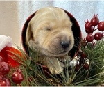Small Photo #9 Golden Retriever Puppy For Sale in RICHMOND, TX, USA