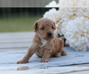 Poodle (Miniature) Puppy for sale in BLUFORD, IL, USA