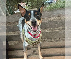 Mutt Dogs for adoption in Chico, CA, USA