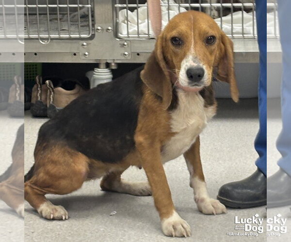 Medium Photo #1 Beagle-Unknown Mix Puppy For Sale in Washington, DC, USA