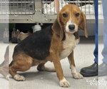 Small Beagle Mix