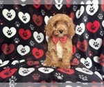 Small #1 Cavapoo