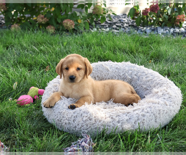 Medium Photo #5 Labrador Retriever Puppy For Sale in SYRACUSE, IN, USA