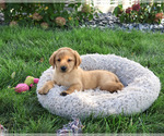 Small #4 Labrador Retriever
