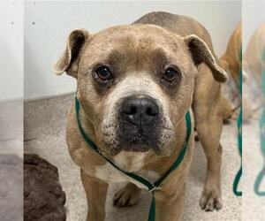 Mutt Dogs for adoption in Bakersfield, CA, USA