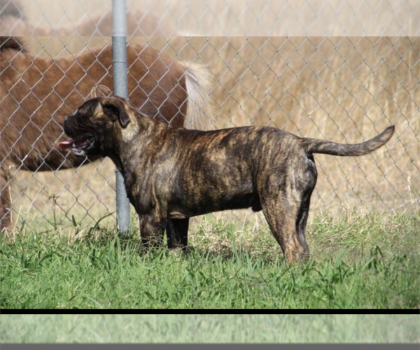 Medium Photo #1 Bullmastiff Puppy For Sale in SOUTHSIDE, TN, USA