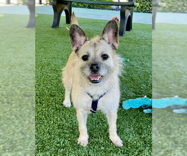 Medium Photo #5 Brusston Puppy For Sale in Agoura Hills, CA, USA