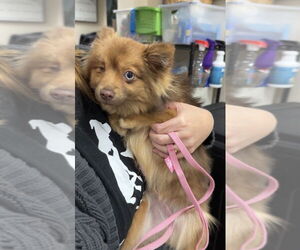 Pomeranian Dogs for adoption in Mundelein, IL, USA