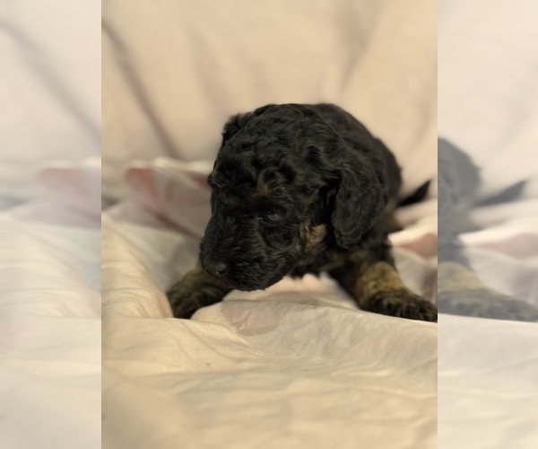 Medium Photo #13 Bernedoodle (Miniature) Puppy For Sale in LONGMONT, CO, USA