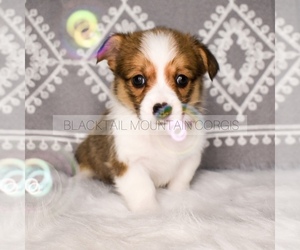 Welsh Cardigan Corgi Puppy for sale in SARATOGA SPRINGS, UT, USA