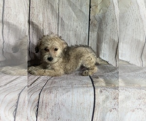 Schnoodle (Miniature) Puppy for sale in CUMBERLAND, OH, USA
