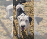 Small Old English Sheepdog Mix