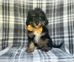 Small Cavapoo