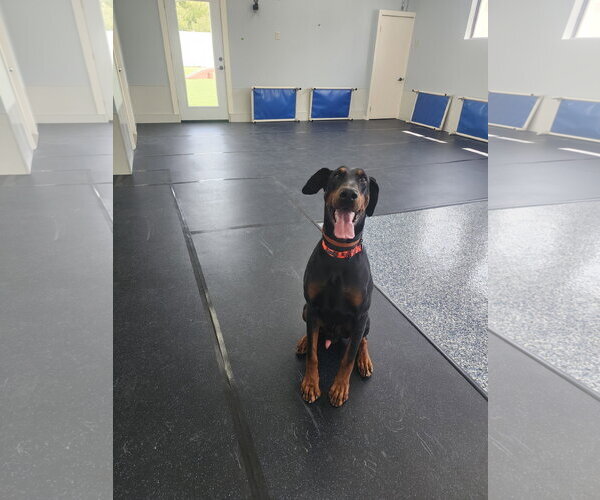Medium Photo #21 Doberman Pinscher Puppy For Sale in Buffalo, MN, USA