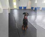 Small #20 Doberman Pinscher