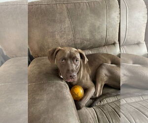 Medium American Pit Bull Terrier-Chocolate Labrador retriever Mix