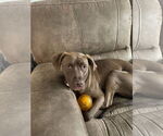 Small American Pit Bull Terrier-Chocolate Labrador retriever Mix