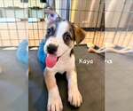 Small #1 Jack Russell Terrier Mix