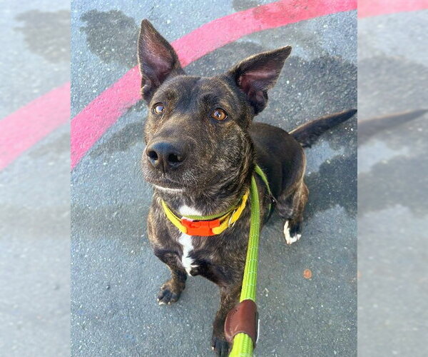 Medium Photo #2 German Shepherd Dog-Unknown Mix Puppy For Sale in Sacramento, CA, USA