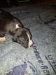 Small #6 American Pit Bull Terrier