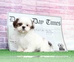Small Photo #4 Shih Tzu Puppy For Sale in BEL AIR, MD, USA