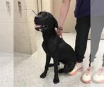 Small Labrador Retriever