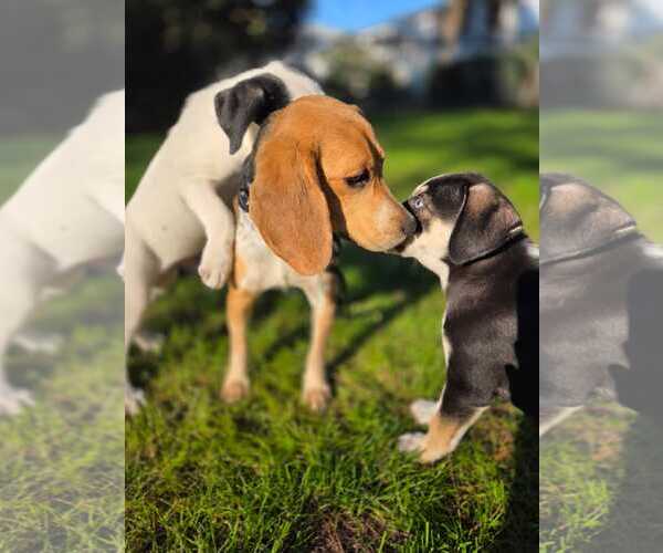 Medium Photo #6 Beagle Puppy For Sale in Dunnellon, FL, USA