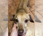 Small #6 Chiweenie