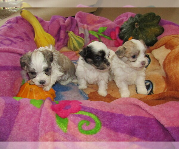Medium Photo #3 Havanese Puppy For Sale in SPENCERVILLE, IN, USA